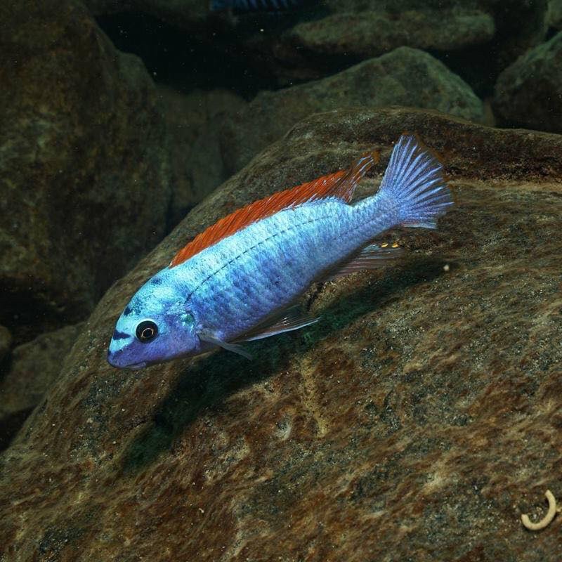 Labeotropheus trewavasae 'Mitande Reef (Rocks)'